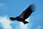 California Condor picture