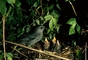 Catbird picture