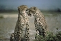 Cheetah picture