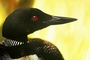 Common Loon picture