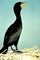 Double-crested Cormorant picture