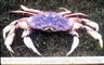 Dungeness Crab picture