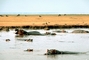 East African Hippopotamus picture