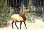 Elk picture