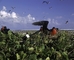 Frigatebird picture