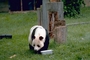 Giant Panda picture