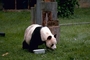 Giant Panda picture