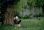 Giant Panda picture