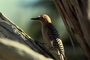 Gila Woodpecker picture