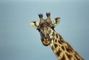 Giraffe picture