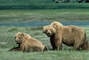 Grizzly Bear picture