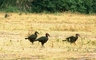 Ground Hornbill picture