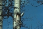 Hairy Woodpecker picture