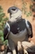 Harpy Eagle picture