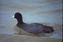 Hawaiian Coot picture