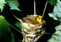 Hooded Warbler picture