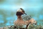 Horned Grebe picture