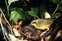 Kentucky Warbler picture