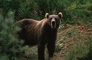 Kodiak Bear picture