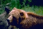 Kodiak Bear picture