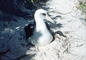 Laysan Albatross picture