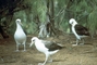 Laysan Albatross picture