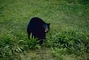 Louisiana Black Bear picture