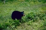 Louisiana Black Bear picture