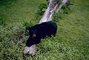 Louisiana Black Bear picture