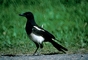 Magpie picture