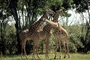 Masai Giraffe picture