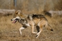 Mexican Wolf picture