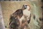 Monkey-Eating Eagle picture