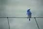 Mountain Bluebird picture