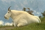 Mountain Goat picture