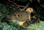 Mourning Dove and Young picture