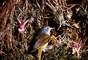 Nashville Warbler picture