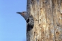 Northern Flicker picture