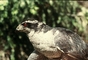 Northern Goshawk picture