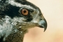 Northern Goshawk picture