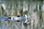 Northern Pintail picture