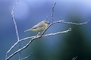 Orange-crowned Warbler picture