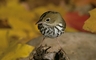 Ovenbird picture