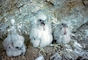 Peregrine Falcon picture