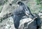 Peregrine Falcon picture