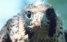 Peregrine Falcon picture