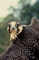 Peregrine Falcon picture