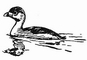 Pie-billed Grebe picture