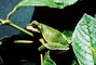 Pine Barrens tree frog picture