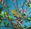 Prairie Warbler picture